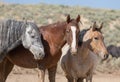 Beautiful Wild Horses in Sand Wash Basin Colorado