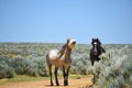 Beautiful Wild Horses In Sandwash Basin