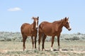 Beautiful Wild Horses In Sandwash Basin