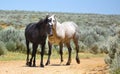 Beautiful Wild Horses In Sandwash Basin