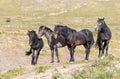 Beautiful Wild Horses In Utah