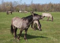 Beautiful wild horses. Royalty Free Stock Photo