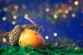Beautiful wild wasp sitting on the acorn Royalty Free Stock Photo