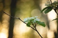 Beautiful wild hydrangea flowers in bloom in spring at sunset