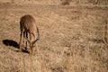 Beautiful wild impala male eating grass in a natural habitat