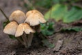 beautiful wild inedible mushrooms on thin stalks