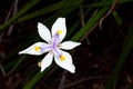 beautiful wild iris from Africa Royalty Free Stock Photo