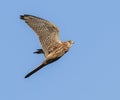 The Wild Kestrel flies high to the sky