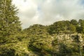 The Cedars of Lebanon forest reserve near Bcharre in Lebanon Royalty Free Stock Photo