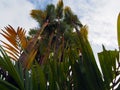 Beautiful wild large palm bush in tropical Suriname South-America