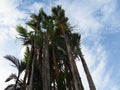 Beautiful wild large palm bush in tropical Suriname South-America