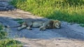 A beautiful wild lion is fast asleep in the middle of the road in the shade.