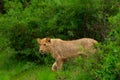 Beautiful wild lioness