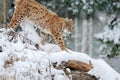 Beautiful wild lynx