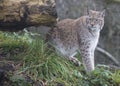 A Lynx Cat on the Prowl Royalty Free Stock Photo