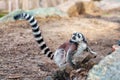 Beautiful wild Madagascar lemur in a zoo with long striped tail holding up
