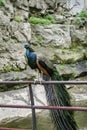 Beautiful wild male peacock bird with colorful feathers,plumage. Indian blue peafowl with close tail sitting on tube in Royalty Free Stock Photo