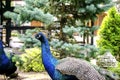 wild male peacock bird with colorful feathers,plumage.peafowl with close tail walking in nature park Royalty Free Stock Photo