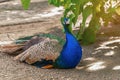 Beautiful wild male peacock bird with colorful feathers,plumage. Indian blue peafowl, in great metallic colors with Royalty Free Stock Photo
