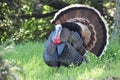 Beautiful Wild Male Turkey In Early Spring In Northern California