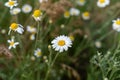 Beautiful wild meadow chamomile flowers, white and yellow on a background of green leaves, natural landscape, close-up macro. Wide