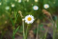 Beautiful wild meadow chamomile flowers, white and yellow on a background of green leaves, natural landscape, close-up macro. Wide Royalty Free Stock Photo