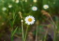 Beautiful wild meadow chamomile flowers, white and yellow on a background of green leaves, natural landscape, close-up macro. Wide