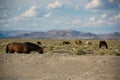 Beautiful Wild Mustang Horses grazing in the Mojave Desert, Nevada Royalty Free Stock Photo