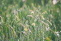 Beautiful wild narcissus flower buds in morning dew, natural floral spring background Royalty Free Stock Photo