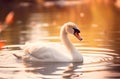 Single swan is swimming on the lake at sunset.