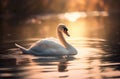 Single swan is swimming on the lake at sunset.