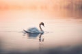 Swan is swimming on the lake.