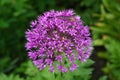 Beautiful wild onions Allium ursinum in all its glory on a bright sunny day