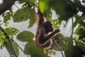 Beautiful wild orang-utan is hanging the tree eating food Royalty Free Stock Photo