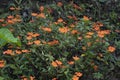 Beautiful wild orange flower plant with green leaves Royalty Free Stock Photo