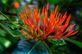 Ixora Red Orange Tropical Flower