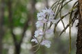 Dendrobium primulinum Royalty Free Stock Photo