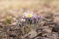 Beautiful wild pasque flowers in the spring forest Royalty Free Stock Photo