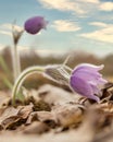 Beautiful wild pasque flowers in the spring forest Royalty Free Stock Photo
