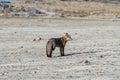 Beautiful wild patagonian red fox walk in sun shine in the morning in the rock mountain, south Patagonia, Argentina