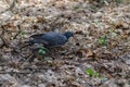 A beautiful wild pigeon with colorful feathers walks in the forest