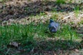 A beautiful wild pigeon with colorful feathers walks in the forest