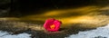 Beautiful wild pink rose in a puddle