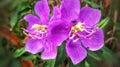 beautiful wild plant flowers bloom like orchids and insects love it