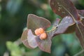 Beautiful wild plants and flowers