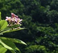 A beautiful wild plumeria in pink