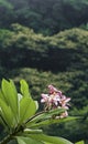 A beautiful wild plumeria in pink