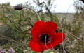 Beautiful wild poopy flower