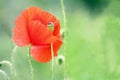 Beautiful wild poppy flower Royalty Free Stock Photo