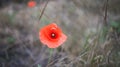 Beautiful wild poppy flower on the lawn Royalty Free Stock Photo